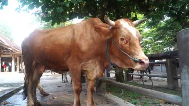 Hayvan pazarında boynuzları kıvrımlı iri kahverengi inek. Başa odaklan, arkaplan bulanıklığı