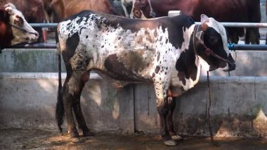 İpe bağlı siyah-beyaz bir inek ve dalmasyon motifi. Seçili odaklanma, arkaplan bulanıklığı