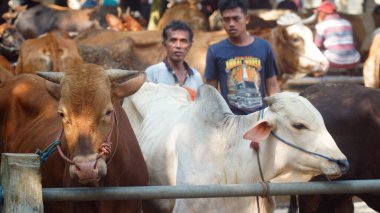 Yogyakarta, Endonezya. 10 Mayıs 2024. Hayvan pazarındaki inekler. Kahverengi ineğe odaklan, arkaplan bulanık