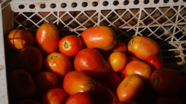 Güneş ışığına maruz kalmış sepetteki bir yığın kırmızı domates. Seçilene odaklan