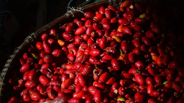 Sabah güneşine maruz kalmış bambu sepetindeki gnetum gnemon meyvesi yığını. Karanlık arka plan. Seçilene odaklan