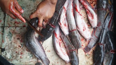 Fayanslardaki birkaç yayın balığı bıçakla kesiliyor.