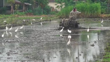 Çiftçi bir traktörle tarlayı sürüyor. Civardaki Blekok kuşu ya da Javan göleti balıkçıl balığı yiyecek arıyor. Seçilene odaklan