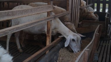 Kafesteki beyaz keçiler yemek yiyor. Seçilene odaklan