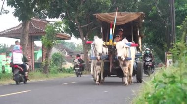 Öküz arabası asfalt yolda yavaş ilerliyor. İki beyaz inek arabalarını çekiyor.
