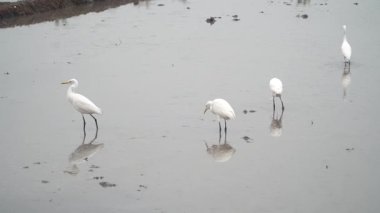 Blekok kuşu veya Javan göleti balıkçıl balığı pirinç tarlalarında yiyecek arıyor. Seçilene odaklan