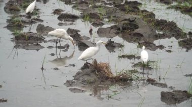 Blekok kuşu veya Javan göleti balıkçıl balığı pirinç tarlalarında yiyecek arıyor. Seçilene odaklan