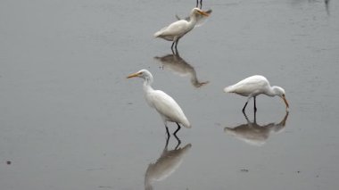 Blekok kuşu veya Javan göleti balıkçıl balığı pirinç tarlalarında yiyecek arıyor. Seçilene odaklan