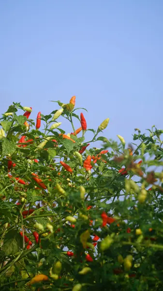 Ağaçta kırmızı biber ve yeşil biber var. Odaklanma seçildi. Mavi gökyüzü arkaplanı