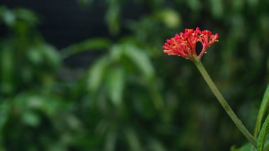 Jatropha multifida fabrikasından kırmızı çiçek. Endonezya 'da bu bitki Jarak Tintir, Betadin, Jarak Dokter atau Jarak Cina olarak da bilinir. Seçilene odaklan