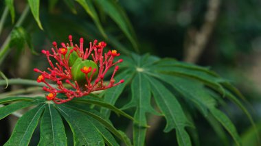 Jatropha multifida fabrikasından kırmızı çiçek. Endonezya 'da bu bitki Jarak Tintir, Betadin, Jarak Dokter atau Jarak Cina olarak da bilinir. Seçilene odaklan