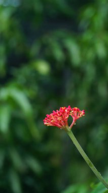 Jatropha multifida fabrikasından kırmızı çiçek. Endonezya 'da bu bitki Jarak Tintir, Betadin, Jarak Dokter atau Jarak Cina olarak da bilinir. Seçilene odaklan