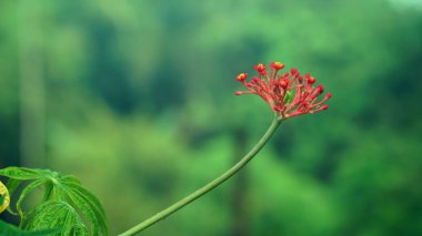 Jatropha multifida fabrikasından kırmızı çiçek. Endonezya 'da bu bitki Jarak Tintir, Betadin, Jarak Dokter atau Jarak Cina olarak da bilinir. Seçilene odaklan