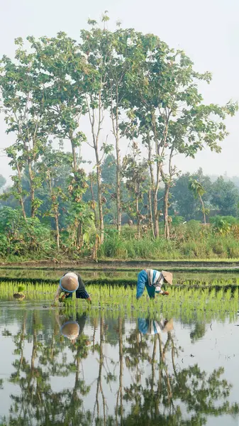 Şapkalı iki çiftçi pirinç tarlasına pirinç ekiyor. Seçilene odaklan