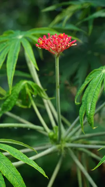 Jatropha multifida fabrikasından kırmızı çiçek. Endonezya 'da bu bitki Jarak Tintir, Betadin, Jarak Dokter atau Jarak Cina olarak da bilinir. Seçilene odaklan