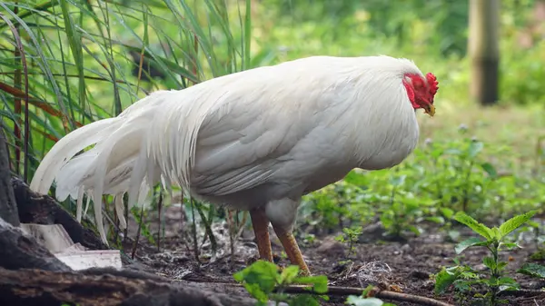 Beyaz bir horoz, kırmızı tarak. Gözler kapalı ya da uyuyor. Odaklanma seçildi, arkaplan bulanıklaştı
