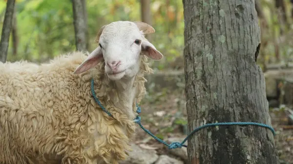 Boynunda bir iple ağaca bağlanmış beyaz bir keçi. Seçilene odaklan