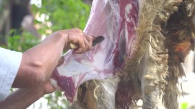 Bıçakla inek derisi yüzme işlemi. Seçilene odaklan