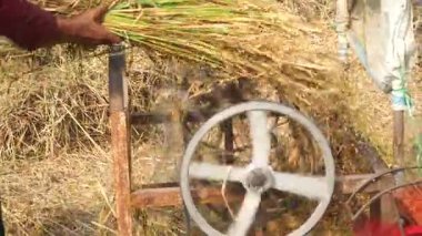 Pirinç değirmeni pirinç öğütmek için dönüyor. Seçilene odaklan