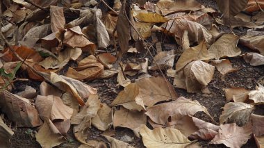 Kuru kahverengi meşe yaprakları yere saçılmış. Seçilene odaklan
