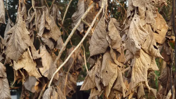 Ağaç dalında kurumuş kahverengi meşe yaprakları. Seçilene odaklan