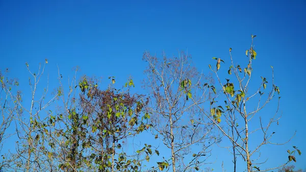 Yeşil yapraklı meşe ağacı, mavi gökyüzü arkaplanı. Seçilene odaklan