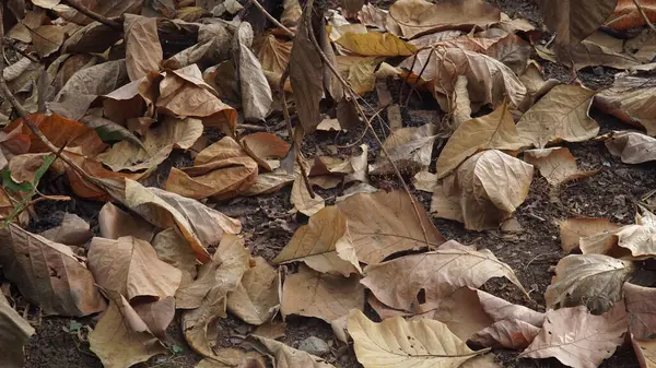 Kuru kahverengi meşe yaprakları yere saçılmış. Seçilene odaklan