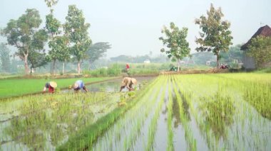 Şapkalı üç çiftçi pirinç tarlasına pirinç ekiyor. Seçilene odaklan