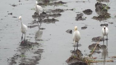Blekok kuşu veya Javan göleti balıkçıl balığı pirinç tarlalarında yiyecek arıyor. Seçilene odaklan