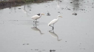 Blekok kuşu veya Javan göleti balıkçıl balığı pirinç tarlalarında yiyecek arıyor. Seçilene odaklan