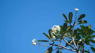 Yeşil yapraklı beyaz frangipani çiçeği. Mavi gökyüzü arka planı. Seçilene odaklan