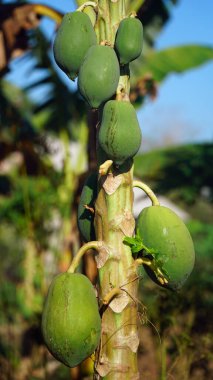 Ağaçta bir sürü papaya meyvesi var. Odaklanma seçildi, arkaplan bulanıklaştı
