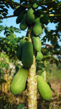 Ağaçta bir sürü papaya meyvesi var. Odaklanma seçildi, arkaplan bulanıklaştı