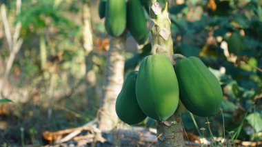 Ağaçta bir sürü papaya meyvesi var. Odaklanma seçildi, arkaplan bulanıklaştı