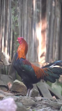 Sabahları cesur bir horoz. Seçilene odaklan