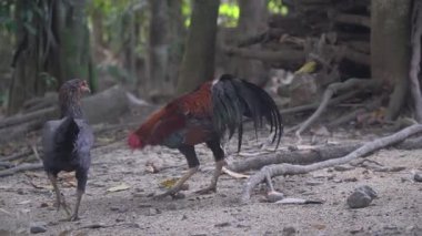Horoz tavuğu taciz ediyor. Horoz yiyecek bulmak için yeri eşeliyor. Seçilene odaklan