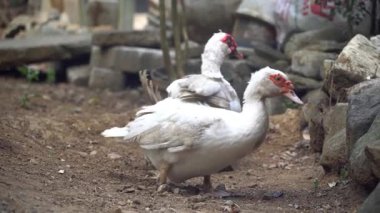 İki beyaz muscovy ördeği bir kayanın üzerinde zıplıyor. Seçilene odaklan