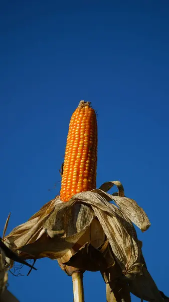 Mısır tarlasında mısır bitkileri. Mısır kabukları soyuluyor. Seçili mavi gökyüzü arkaplanına odaklan