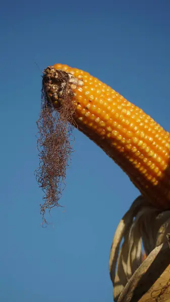 Mısır tarlasında mısır bitkileri. Mısır kabukları soyuluyor. Seçili mavi gökyüzü arkaplanına odaklan