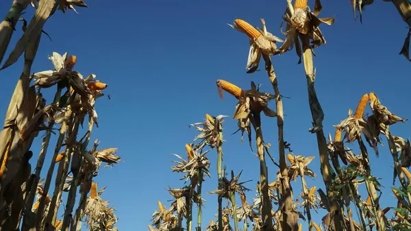 Mısır tarlasında mısır bitkileri. Mısır kabukları soyuluyor. Seçili mavi gökyüzü arkaplanına odaklan