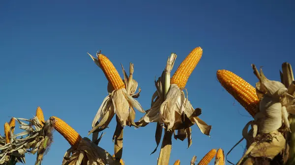 Mısır tarlasında mısır bitkileri. Mısır kabukları soyuluyor. Seçili mavi gökyüzü arkaplanına odaklan