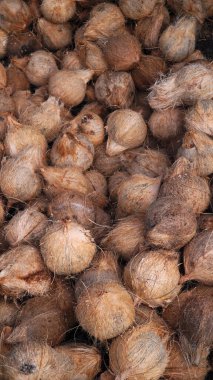 Geleneksel bir pazarda hindistan cevizi yığını. Bakir yağ yapmak için bir sürü hindistan cevizi. Seçilene odaklan