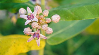 Mor Crown Flower, Calotropis gigantea tomurcuklanma ve çiçek, doğal bulanık arkaplan ile seçilen odak