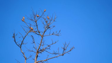 Pamuk ağacı. Bu ağaç pamuk için hammadde olarak pamuk üretir. Mavi gökyüzü arka planı. Seçilene odaklan