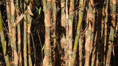 Sıralar dolusu bambu ağacı gövdesi sabah güneşine maruz kalıyor. Seçilene odaklan