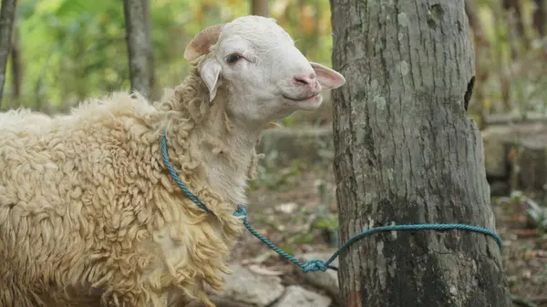 Boynunda bir iple ağaca bağlanmış beyaz bir keçi. Seçilene odaklan
