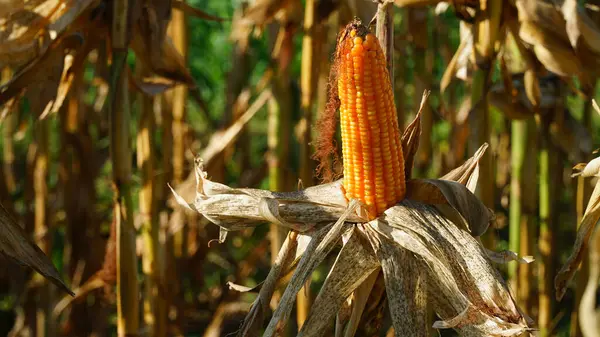 Mısır tarlasında mısır bitkileri. Mısır kabukları soyuluyor. Seçilene odaklan