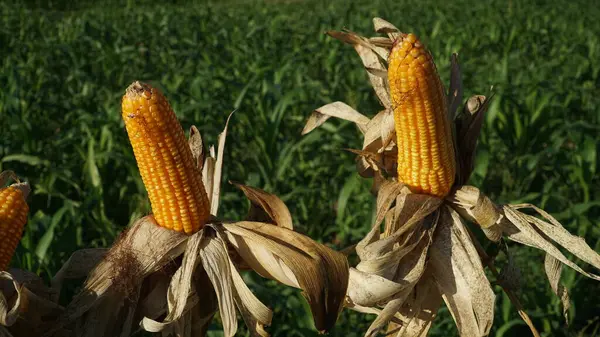 Mısır tarlasında mısır bitkileri. Mısır kabukları soyuluyor. Seçilene odaklan