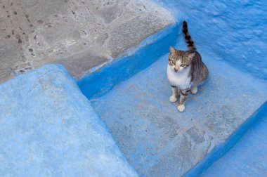 Fas 'ın mavi şehri Chefchaouen' de merdivenlerde duran sevimli kedi. Evcil hayvan kavramı. Kopyalama alanı olan pankart.