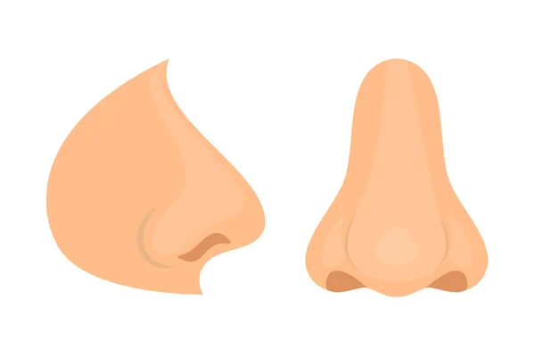 Lidský Pach Nos Biologie Anatomie Člověka Lidských Orgánů Těla Nos — Stockový vektor